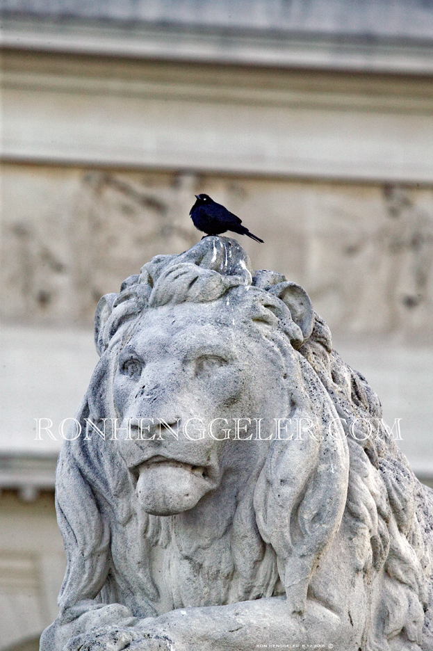 Lion at San Francisco's Legion of Honor